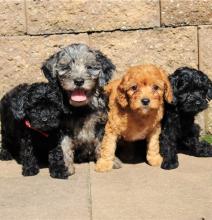 Puppies for sale , cockapoo - Latvia, Jurmala