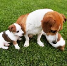 Puppies for sale jack russell terrier - Ireland, Athlone. Price 400 $