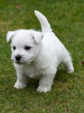 Puppies for sale west highland white terrier - Greece, Larissa