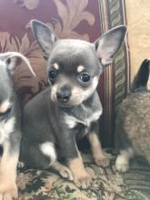 Puppies for sale chihuahua - Ireland, Derry