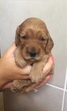 Puppies for sale other breed, cockapoo - Czech Republic, Poprad