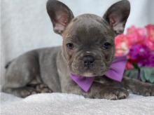 Puppies for sale french bulldog - Ireland, Cork. Price 400 €