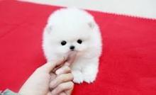 Puppies for sale pomeranian spitz - Kyrgyzstan, Osh
