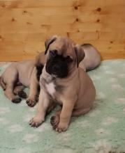 Puppies for sale bullmastiff - Ireland, Dublin, Belfast