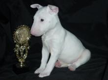 Puppies for sale bull terrier - Austria, Graz