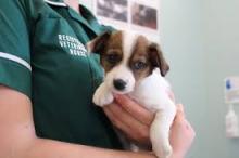 Puppies for sale jack russell terrier - Italy, Genoa. Price 400 €