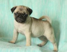 Puppies for sale pug - Austria, Linz