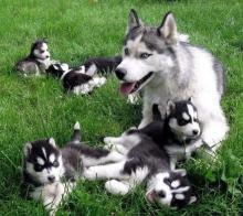 Puppies for sale , siberian husky - Spain, Seville