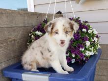Puppies for sale australian shepherd - Ireland, Dublin, Belfast