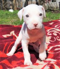 Puppies for sale american pit-bull terrier - Ireland, Dublin, Belfast