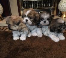 Puppies for sale shih tzu - Canada, Ontario, Toronto