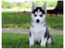 Puppies for sale other breed, siberian husky - Ireland, Dublin, Belfast