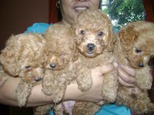 Puppies for sale poodle - Portugal, Gondomar. Price 400 €