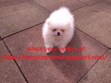 Puppies for sale pomeranian spitz - Estonia, Sillamyae