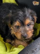 Puppies for sale yorkshire terrier - Finland, Pori