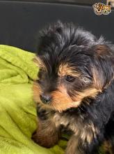 Puppies for sale yorkshire terrier - Ireland, Waterford
