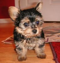 Puppies for sale yorkshire terrier - Ireland, Dublin