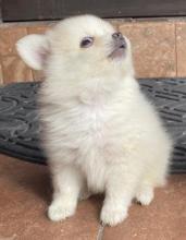 Puppies for sale pomeranian spitz - Armenia, Vanadzor