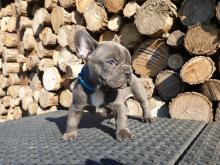 Puppies for sale french bulldog - Hungary, Budapest. Price 10 €
