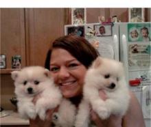 Puppies for sale pomeranian spitz - Latvia, Riga