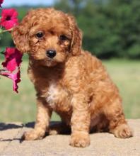 Puppies for sale , cockapoo - Kyrgyzstan, Bishkek