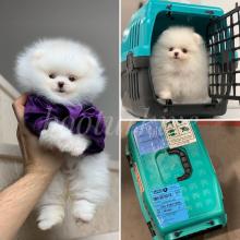 Puppies for sale pomeranian spitz - Germany, Brandenburg