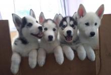 Puppies for sale other breed, siberian husky - Ireland, Dublin