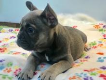 Puppies for sale french bulldog - Ireland, Dundalk