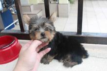 Puppies for sale yorkshire terrier - Luxembourg, Luxembourg