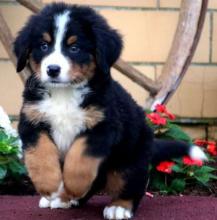 Puppies for sale bernese mountain dog - Ireland, Dublin