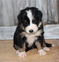 Puppies for sale bernese mountain dog - Canada, Nova Scotia