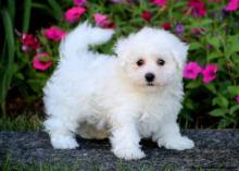Puppies for sale maltese - Ireland, Dublin