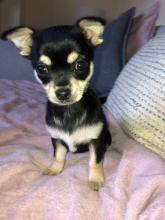 Puppies for sale chihuahua - Ireland, Dundalk
