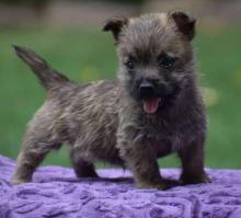Puppies for sale kern-terrier - Ireland, Dublin