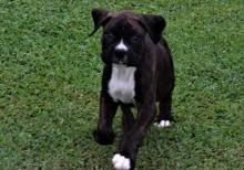 Puppies for sale boxer - Ireland, Dublin