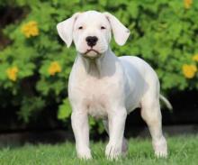 Puppies for sale other breed, dogo argentino - Ireland, Dublin