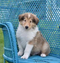 Puppies for sale collie - Ireland, Dublin