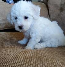 Puppies for sale bichon - Ireland, Dundalk