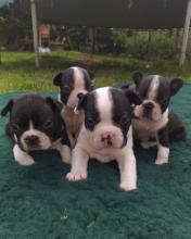 Puppies for sale boston terrier - Ireland, Dundalk