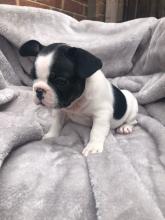 Puppies for sale french bulldog - Ireland, Dublin