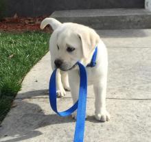 Puppies for sale labrador retriever - Italy, Milan