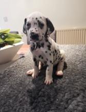 Puppies for sale dalmatian - Ireland, Dundalk