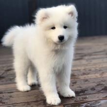 Puppies for sale samoyed dog (samoyed) - Ireland, Dublin