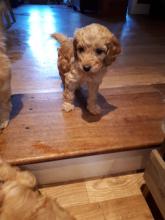Puppies for sale other breed, cockapoo - Ireland, Dundalk