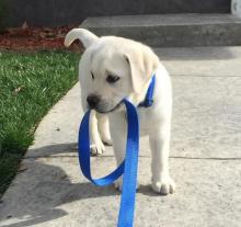 Puppies for sale labrador retriever - Slovenia, Ljubljana