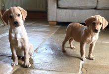 Puppies for sale labrador retriever - Ireland, Dundalk