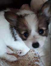 Puppies for sale papillon and phalene - Ireland, Dublin