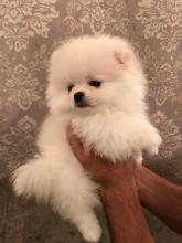 Puppies for sale , pomeranian - Finland, Porvoo