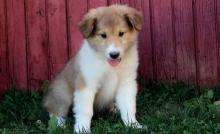 Puppies for sale collie - Ireland, Cork