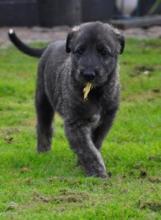 Puppies for sale irish wolfhound - Ireland, Cork